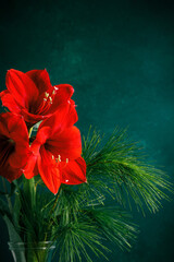 Red amaryllis on dark green blue background. Place for text.