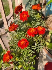 Red Indian Marigold
