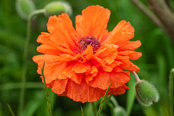 summer flowers in the garden