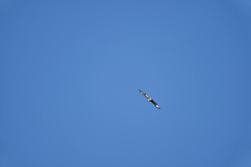 Fototapeta na wymiar Buteo, Buzzard soaring high in the blue sky looking for prey