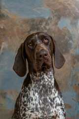 retrato de perro hembra de raza braco alemán , de color marrón y blanco   , con fondo de textura gris y marrón