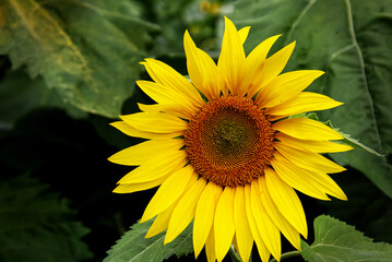 Fototapeta premium Sunflower against green leaves