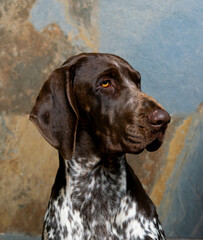 retrato de perro hembra de raza braco alemán , de color marrón y blanco   , con fondo de textura...
