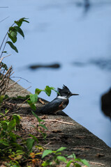 Belted Kingfisher on a ledge