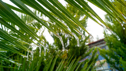 Fototapeta na wymiar Palm leaf from which icicles hang down, blurred background