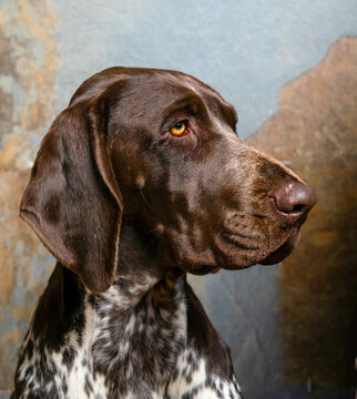 retrato de perro hembra de raza braco alemán , de color marrón y blanco   , con fondo de textura gris y marrón