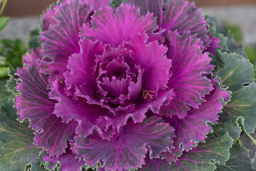 Fresh violet Cabbage brassica oleracea plant leaves