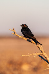Closeup of a Fork-tailed Drongo - Dicrurus adsimilis- in the golden light of sunset. Etosha National Park, Namibia.