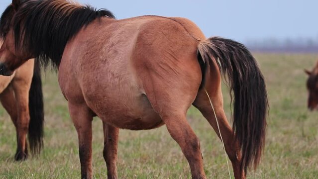 Brown horses grazes in a spring meadow and one animal pees on the grass