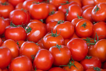 Tomatoes background. Fresh Tomatoes variety grown in the shop. Tomatoes for salad, entree and soup