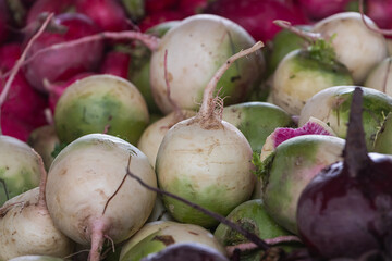 Сlose up radish and beets background. Fresh  vegetables variety grown in the shop.  radish and beets  for salad, entree and soup