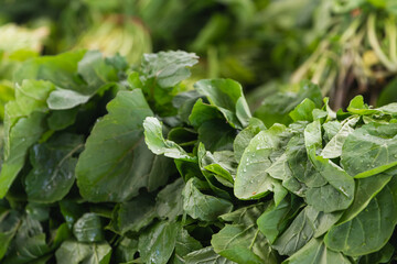 Close-up of a green plant for a background, green salad texture or background. Green leaves form a natural shape. Fresh raw lettuce from the garden