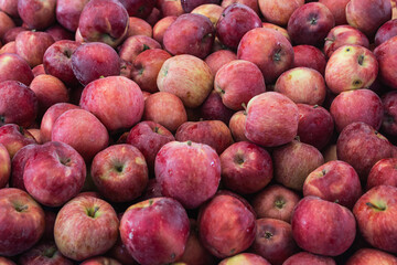 Red  apples background. Fresh apples variety grown in the shop. Apple suitable for juice, strudel, apple puree, compote
