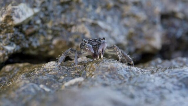 Brown crab on the rock beach eating seaweed with his claws and blowing bubbles