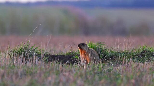 Groundhog at sunset crawled out of a hole and sits on a meadow in national park