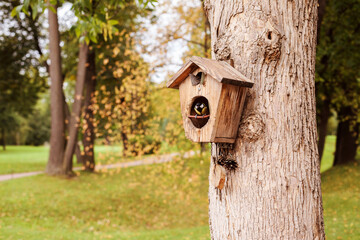 Great tit inside a birdhouse on the tree in the autumn park, copy space.