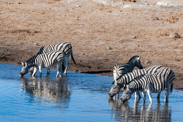 A Burchell's Plains zebra -Equus quagga burchelli- drinking from a waterhole in Etosha National...