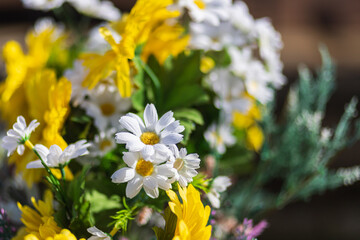 Fototapeta premium close-up of a chamomile with white and yellow petals, soft selective focus