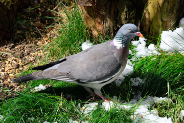 Ringeltaube bei der Futtersuche	