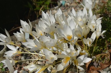 Autumn blooming white saffron, scientific name Crocus speciosus f. albus
