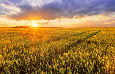 Scenic view at beautiful sunset in a wheaten shiny field with golden wheat and sun rays, deep cloudy sky on a background , forest and country road, summer valley landscape