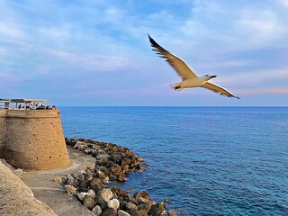bird flying over Gallipolli sea