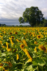 Fototapeta na wymiar Sunflower field with tree