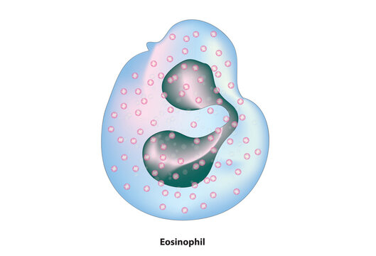 eosinophil structure (polymorphonuclear cells with polylobed nucleus and prominent, brightly metachromatic cytoplasmic granules)