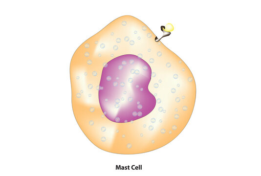 Mast Cell Structure (resident cell of connective tissue that contains many granules rich in histamine and heparin)