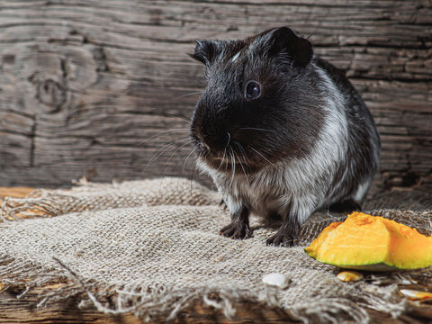 guinea pig sits on burlap. Old wooden background. Looking into the camera.