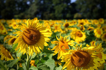 close up of sunflowers in a sunflower field with blurred woodland in the background