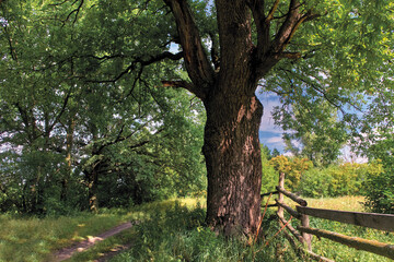 A rural road near a century-old oak tree.