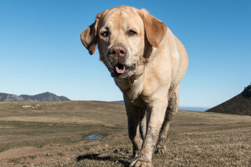 Retrato de un perro en plena naturaleza 