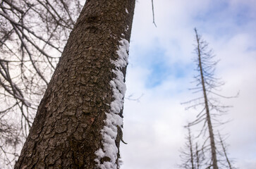Fototapeta premium Snow-covered firs in the winter forest. Landscape of cold winter in Russia