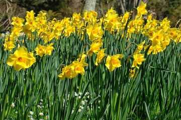 yellow daffodils in spring 