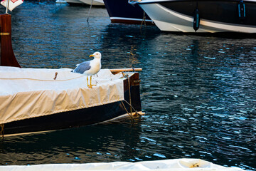 Gabbiano fotografato a porto fino località ligure in Italia
