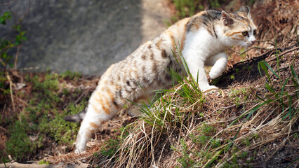 Wild Flower, Three Color Cat.
