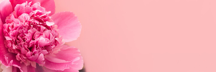 Pink peony on pink background with copy space, header. Floral wide panoramic web banner design