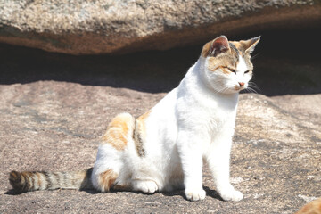 Obraz premium cat on the rocks