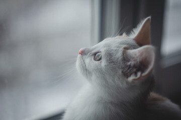 Cute kitten looks out the window