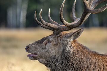 Portrait of a red deer stag calling during rutting season in autumn, UK.