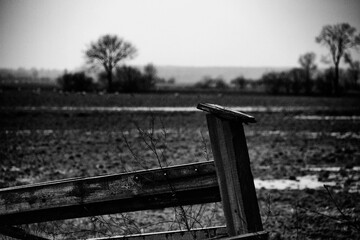 Moor
