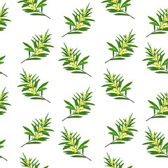 Fototapeta premium spring vector pattern with mimosa twigs on a white background