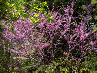 Canadian purple in the garden