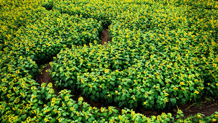 Aerial view of path through sunflower field