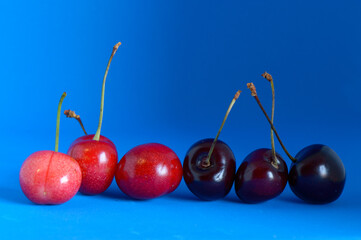 Fresh sweet cherries with stalk from Dalmatia, isolated on a blue background, summertime fruit