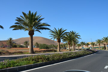 Fototapeta premium Palm trees along a road and view of volcanic mountains Fuerteventura, Canary Islands, Spain