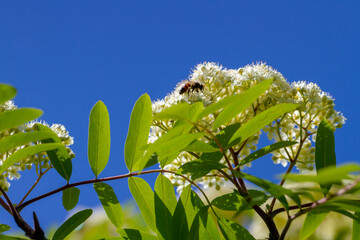 Blooming of mountain ash tree.