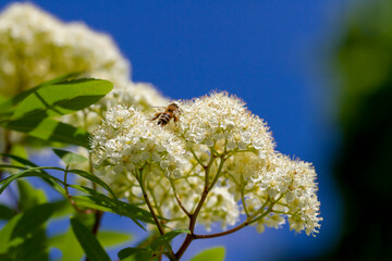 Blooming of mountain ash tree.