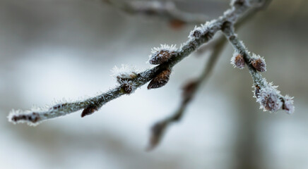 Tree branches covered with frost.